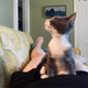 Illustration for article titled Kittens are THE BEST